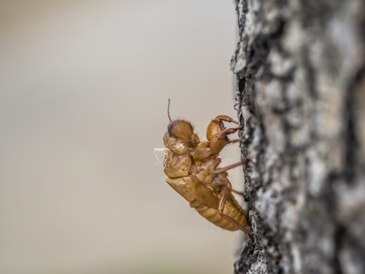 Management of Subterranean Termites